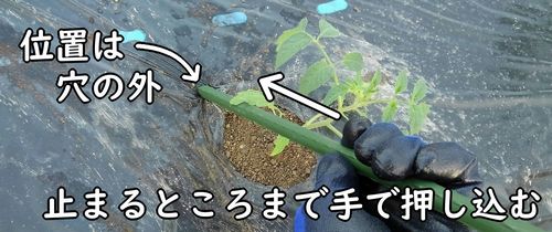 支柱をミニトマトと小玉スイカの横に立てる