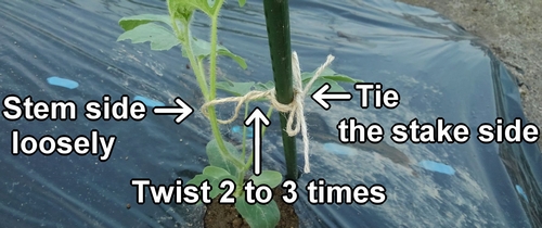 Tie the stem to the stake with twine