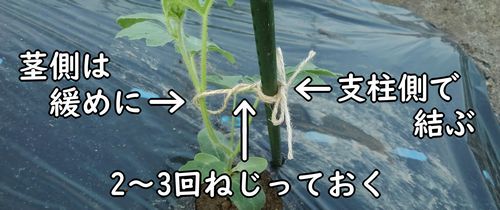 茎と支柱は麻紐で結ぶ