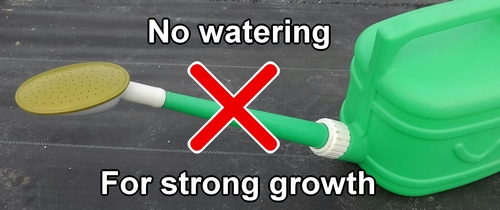 No watering