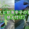 白ナスと甘唐辛子の植え付け