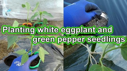Planting white eggplant and green pepper seedlings