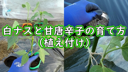 白ナスと甘唐辛子の植え付け