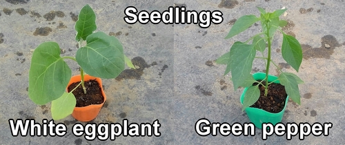 The seedlings of white eggplants and green peppers