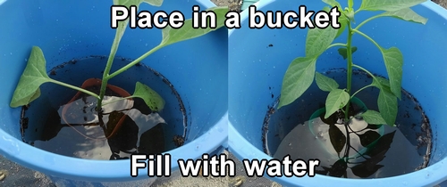 Soak the potting soil with water