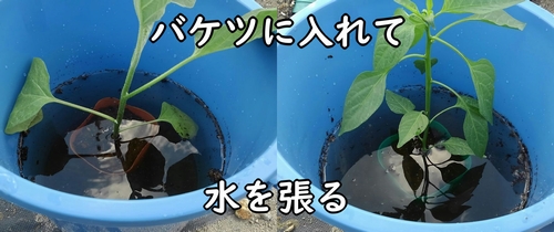 ポットの土に水を浸透させる