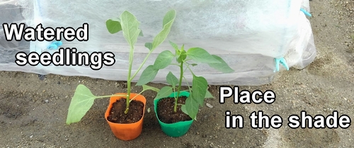 Place the white eggplant and bell pepper seedlings in the shade