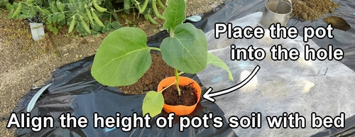 Place the potted white eggplant seedling into the hole