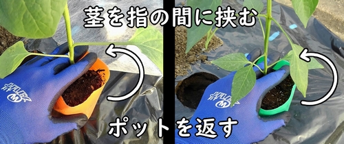 苗の茎を指の間に挟む