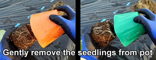 Gently remove the seedlings from the pot