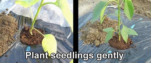 Plant white eggplant and green pepper seedlings gently