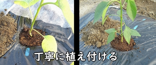 白ナスと甘唐辛子の苗を植え付ける