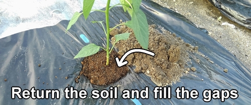 Return the soil and fill the gaps