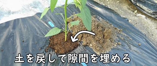 土を戻して隙間を埋める