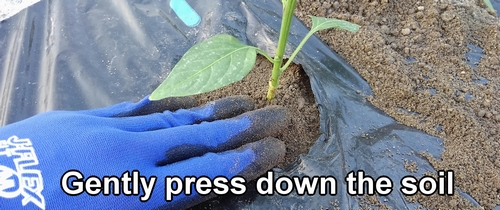 Gently press down the soil