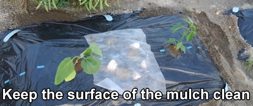 Keep the surface of the mulch clean