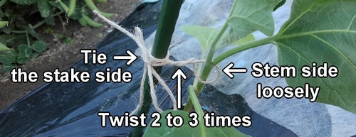 Tie the stem to the stake with twine