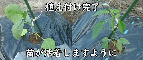 白ナスと甘唐辛子が活着しますように