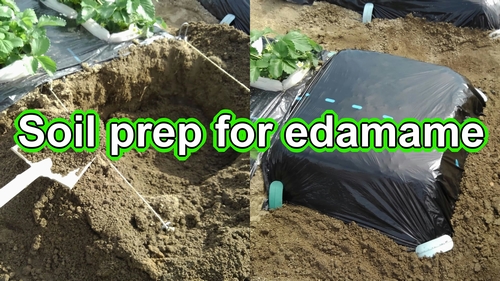 Soil preparation for edamame cultivation