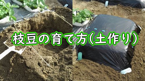 枝豆の栽培（牛糞堆肥で土作り）