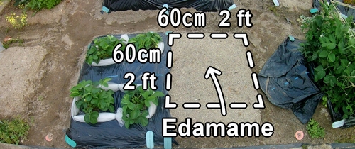 The cultivation plot for edamame beans (green soybeans)