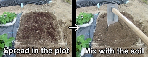 Mixing cattle manure compost with the soil in the edamame plot