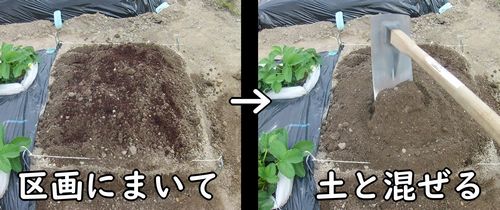 牛糞堆肥を区画の土と混ぜる