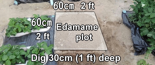Dig the soil of the edamame plot