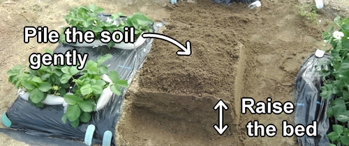 Heap the soil to allow air to penetrate