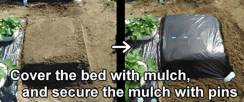 Mulch the edamame bed