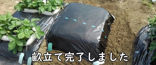 枝豆の土作りと畝立て完了