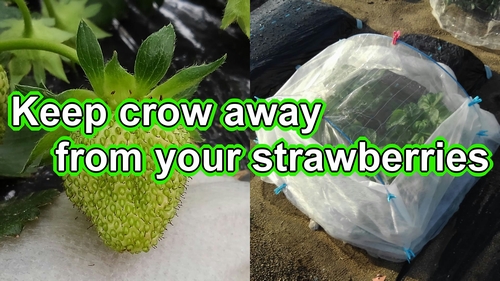 Keep crow away from my strawberries