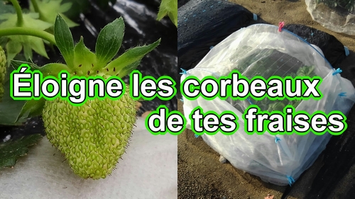 Éloigne les corbeaux de mes fraises (fraisier)