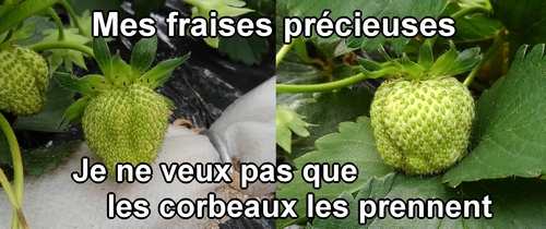 Cultiver des fraises (fraise japonaise Houkou-wase)