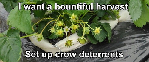 It's a waste to let the crows eat strawberries