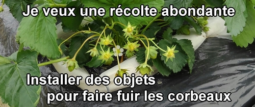 C’est dommage de laisser les corbeaux manger les fraises (fraisier)