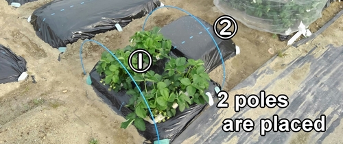 2 poles are placed in the strawberry bed