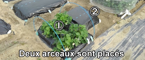 Deux arceaux sont placés dans le lit de fraises