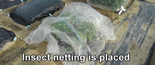 Insect netting is placed
