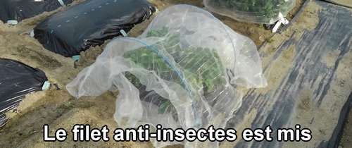 Le filet anti-insectes est mis