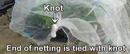 The end of the insect netting is tied with knot