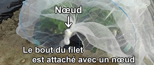 Le bout du filet anti-insectes est attaché avec un nœud