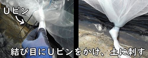 Uピンを使って地面に固定する