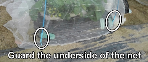 Prevent the invasion of pests from beneath the insect netting