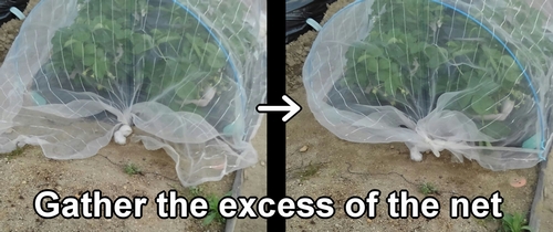 Gather the excess of the insect net