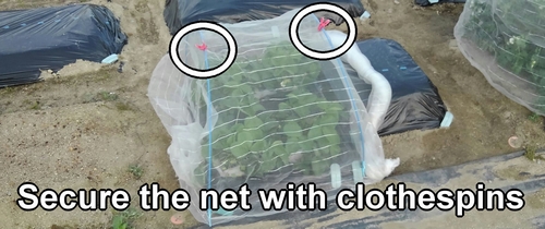 Secure the insect netting with clothespins