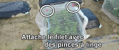 Attache le filet anti-insectes avec des pinces à linge