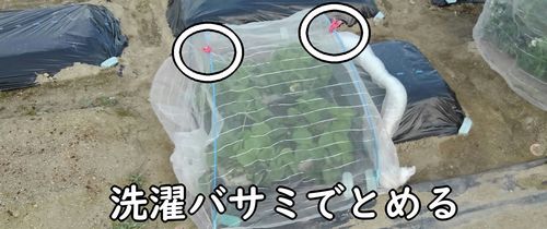 防虫ネットの上は洗濯バサミでとめる