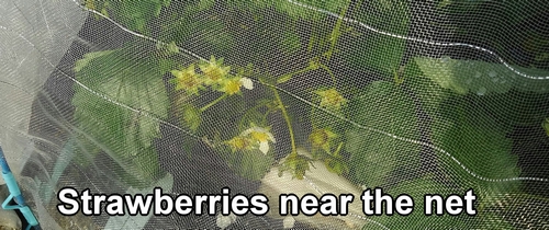 Strawberries near the insect netting