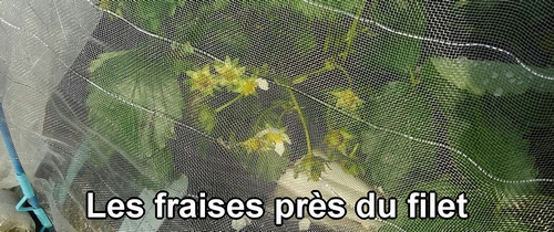 Les fraises (fraisier) près du filet anti-insectes